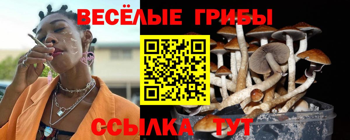 Галлюциногенные грибы Psilocybe Пушкино